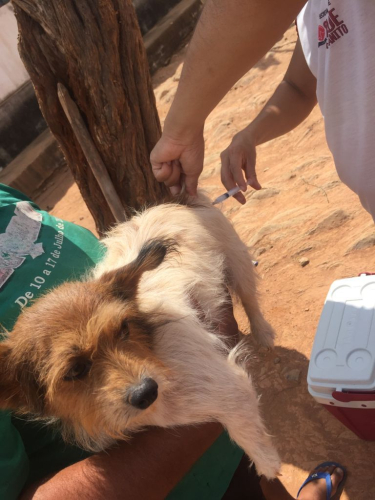 Vacinação antirrábica.